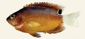 Pomacentrus bankanensis班卡雀鯛
