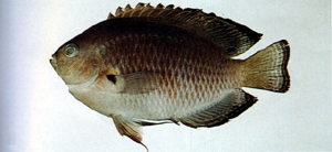 Pomacentrus nagasakiensis長崎雀鯛