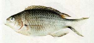 Pomachromis richardsoni李氏波光鰓雀鯛