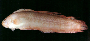 Acanthocepola krusensternii克氏棘赤刀魚