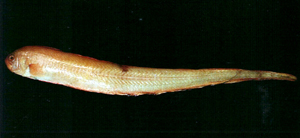 Acanthocepola limbata背點棘赤刀魚