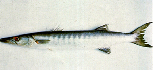 Sphyraena jello斑條金梭魚