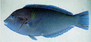Anampses caeruleopunctatus青斑阿南魚