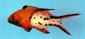 Bodianus anthioides燕尾狐鯛