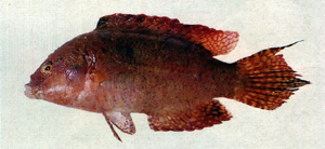 Oxycheilinus bimaculatus雙斑尖唇魚