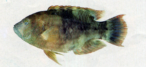 Cheilinus trilobatus三葉唇魚
