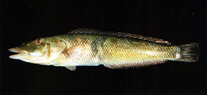 Cheilio inermis管唇魚