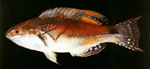 Cirrhilabrus exquisitus豔麗絲鰭鸚鯛