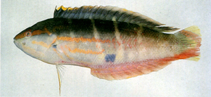 Coris dorsomacula背斑盔魚