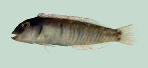 Cymolutes torquatus環狀鈍頭魚