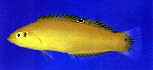 Halichoeres chrysus黃身海豬魚