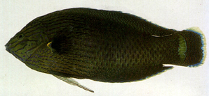 Halichoeres marginatus緣鰭海豬魚