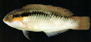 Halichoeres scapularis頸帶海豬魚