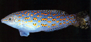 Halichoeres timorensis帝汶海豬魚