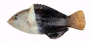Hemigymnus melapterus黑鰭半裸魚