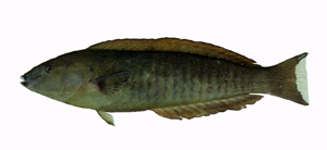 Hologymnosus annulatus環紋全裸鸚鯛