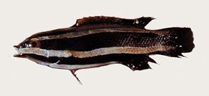 Labropsis manabei曼氏褶唇魚