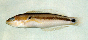 Leptojulis lambdastigma頸斑尖豬魚