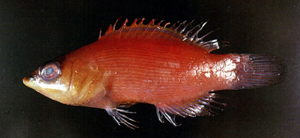 Pseudocheilinus evanidus姬擬唇魚