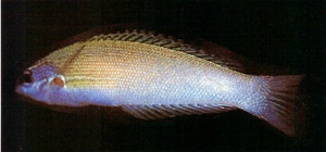 Pseudocoris yamashiroi山下氏擬盔魚