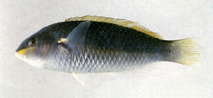 Stethojulis bandanensis黑星紫胸魚