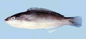 Stethojulis strigiventer虹紋紫胸魚