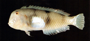 Iniistius aneitensis安納地項鰭魚