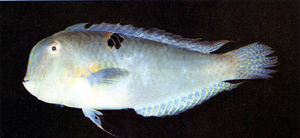 Iniistius baldwini巴氏項鰭魚