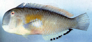 Iniistius melanopus黑斑項鰭魚