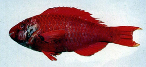 Scarus xanthopleura黃肋鸚哥魚