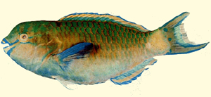Scarus festivus橫紋鸚哥魚