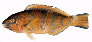 Scarus ghobban藍點鸚哥魚