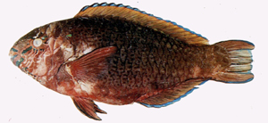 Scarus niger黑鸚哥魚