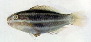 Scarus ovifrons卵頭鸚哥魚
