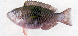 Scarus psittacus棕吻鸚哥魚