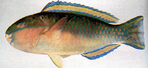 Chlorurus japanensis日本綠鸚哥魚
