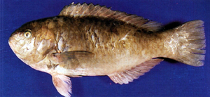 Scarus rivulatus雜紋鸚哥魚