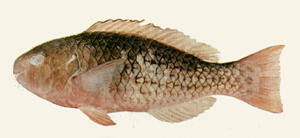 Scarus rubroviolaceus紅紫鸚哥魚