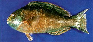 Calotomus carolinus卡羅鸚鯉