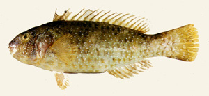 Leptoscarus vaigiensis纖鸚鯉
