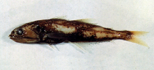 Chiasmodon niger黑叉齒魚