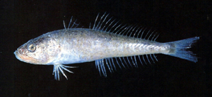 Champsodon snyderi斯氏鱷齒魚