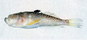 Uranoscopus japonicus日本鰧