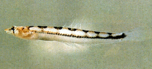 Limnichthys fasciatus橫帶沙鱚