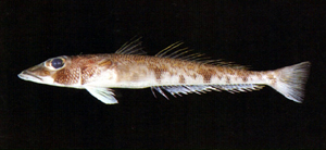 Chrionema chlorotaenia綠尾低線魚