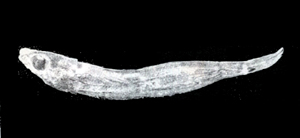 Parapercis ommatura真擬鱸