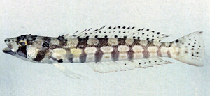 Parapercis tetracantha四棘擬鱸