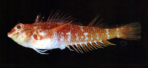 Enneapterygius rubicauda紅尾雙線鳚