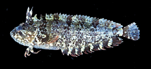 Springeratus xanthosoma黃身跳磯鳚