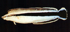 Aspidontus taeniatus縱帶盾齒鳚